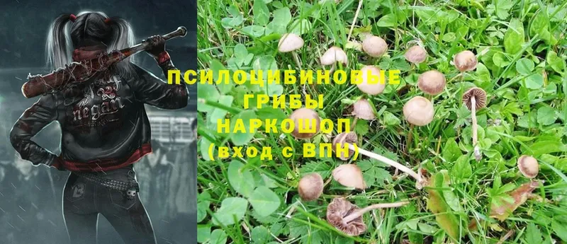 Галлюциногенные грибы Psilocybe  Ужур 